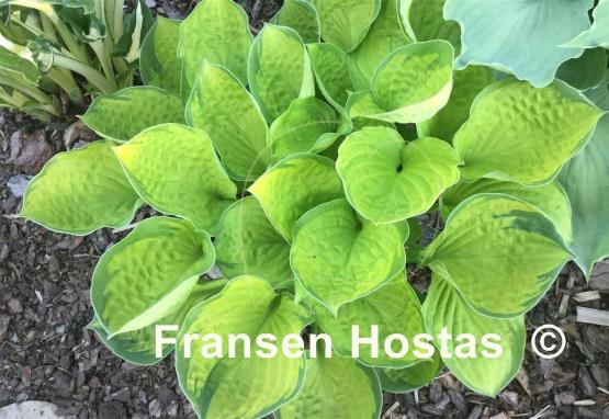 Hosta Rainforest Sunrise